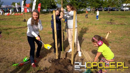 Mieszkańcy miasta posadzili 100 drzew