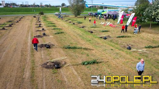 Mieszkańcy miasta posadzili 100 drzew