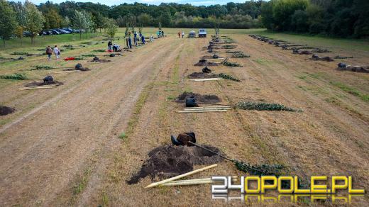 Mieszkańcy miasta posadzili 100 drzew