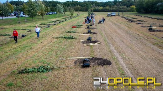 Mieszkańcy miasta posadzili 100 drzew