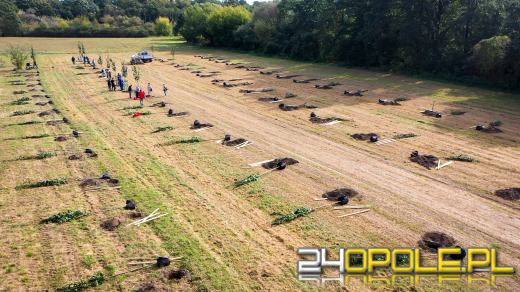 Mieszkańcy miasta posadzili 100 drzew