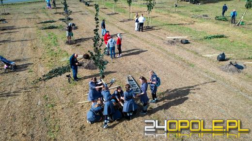 Mieszkańcy miasta posadzili 100 drzew