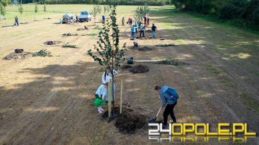 Mieszkańcy miasta posadzili 100 drzew