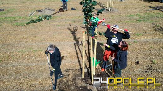 Mieszkańcy miasta posadzili 100 drzew