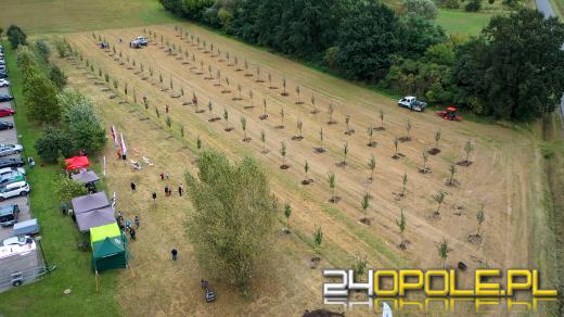 Mieszkańcy miasta posadzili 100 drzew