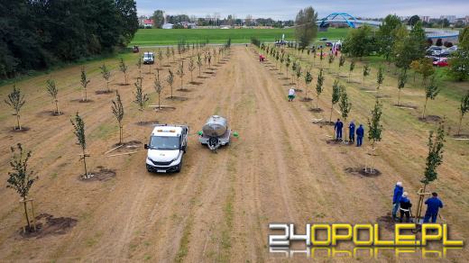 Mieszkańcy miasta posadzili 100 drzew