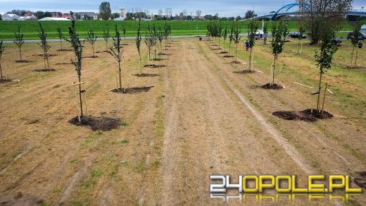 Mieszkańcy miasta posadzili 100 drzew