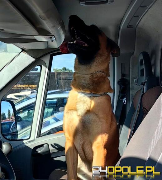 Czworonożni specjaliści od bomb oraz narkotyków szkolili się w Prudniku