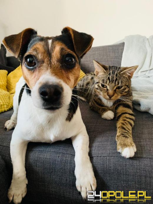 Psy rozumieją nas lepiej niż partnerzy i są na to dowody