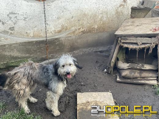 "Pieskie piekło" w powiecie prudnickim. TOZ odebrało 5 psów