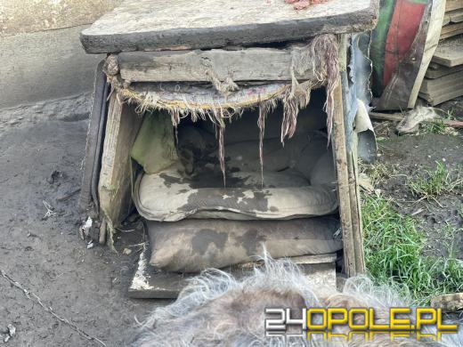 "Pieskie piekło" w powiecie prudnickim. TOZ odebrało 5 psów