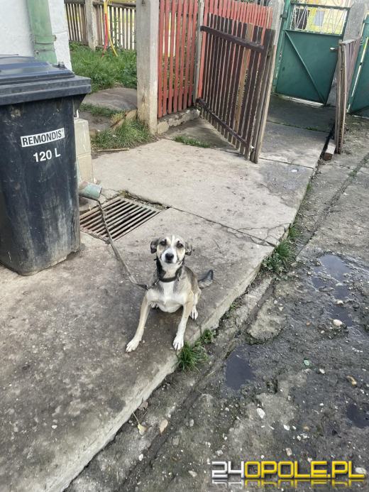 "Pieskie piekło" w powiecie prudnickim. TOZ odebrało 5 psów