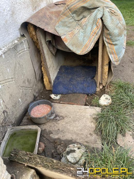 "Pieskie piekło" w powiecie prudnickim. TOZ odebrało 5 psów