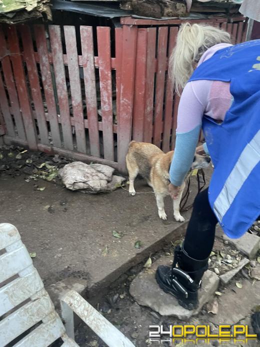 "Pieskie piekło" w powiecie prudnickim. TOZ odebrało 5 psów
