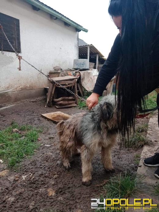 "Pieskie piekło" w powiecie prudnickim. TOZ odebrało 5 psów