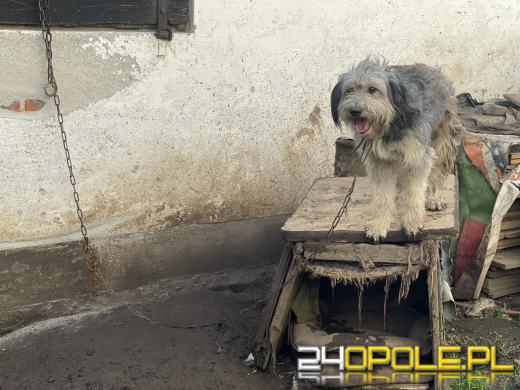 "Pieskie piekło" w powiecie prudnickim. TOZ odebrało 5 psów