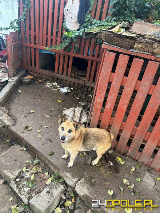 "Pieskie piekło" w powiecie prudnickim. TOZ odebrało 5 psów
