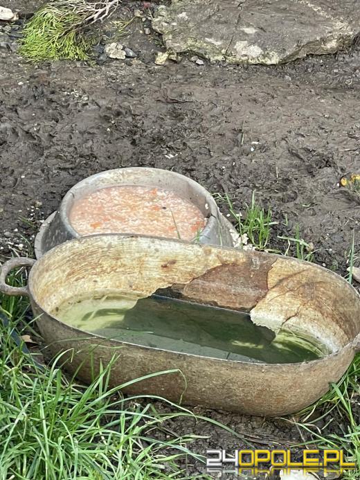 "Pieskie piekło" w powiecie prudnickim. TOZ odebrało 5 psów