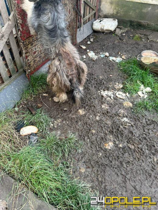 "Pieskie piekło" w powiecie prudnickim. TOZ odebrało 5 psów