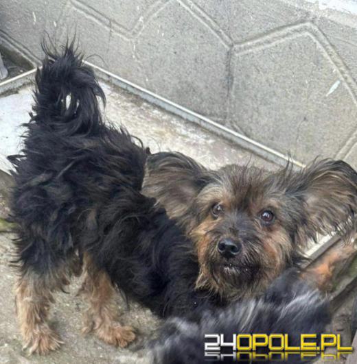 "Pieskie piekło" w powiecie prudnickim. TOZ odebrało 5 psów