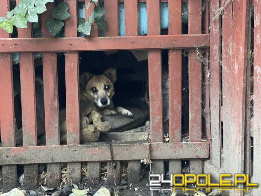 "Pieskie piekło" w powiecie prudnickim. TOZ odebrało 5 psów
