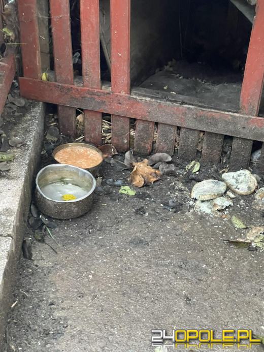 "Pieskie piekło" w powiecie prudnickim. TOZ odebrało 5 psów