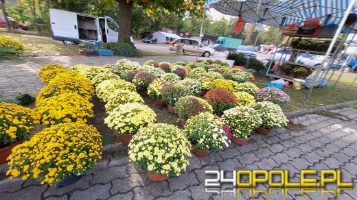 Cena zniczy szokuje. Kosztują w Opolu nawet 250 zł!