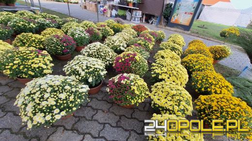 Cena zniczy szokuje. Kosztują w Opolu nawet 250 zł!