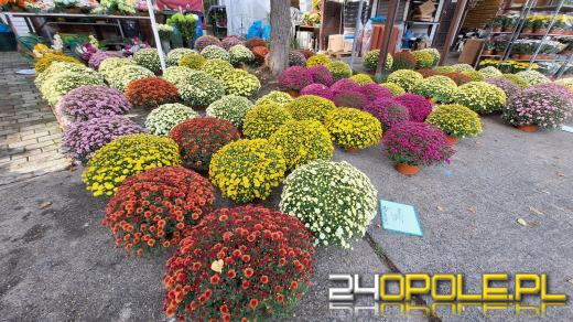 Cena zniczy szokuje. Kosztują w Opolu nawet 250 zł!