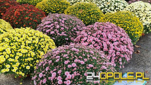 Cena zniczy szokuje. Kosztują w Opolu nawet 250 zł!