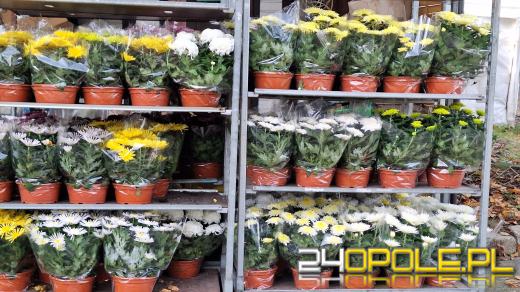 Cena zniczy szokuje. Kosztują w Opolu nawet 250 zł!