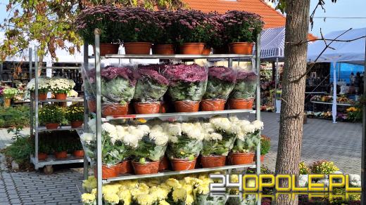 Cena zniczy szokuje. Kosztują w Opolu nawet 250 zł!