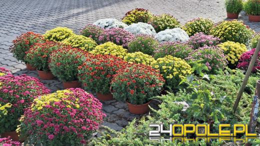 Cena zniczy szokuje. Kosztują w Opolu nawet 250 zł!