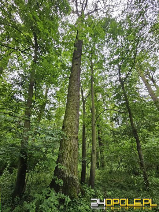 Nowy rezerwat przyrody na Opolszczyźnie. Nie można tam wchodzić!