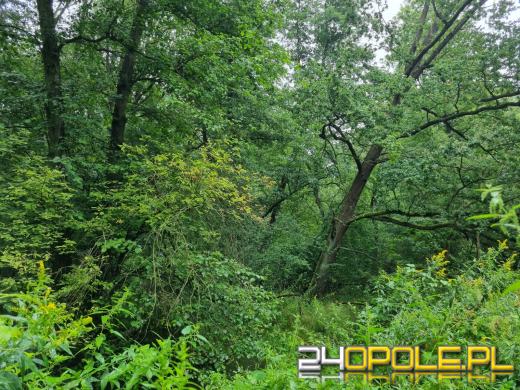 Nowy rezerwat przyrody na Opolszczyźnie. Nie można tam wchodzić!