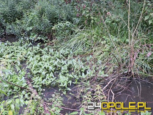 Nowy rezerwat przyrody na Opolszczyźnie. Nie można tam wchodzić!