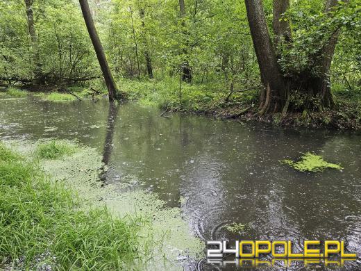 Nowy rezerwat przyrody na Opolszczyźnie. Nie można tam wchodzić!