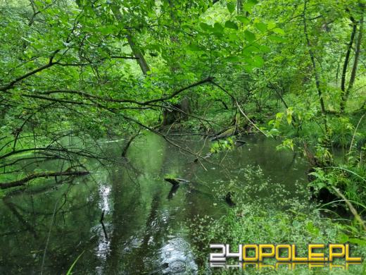 Nowy rezerwat przyrody na Opolszczyźnie. Nie można tam wchodzić!