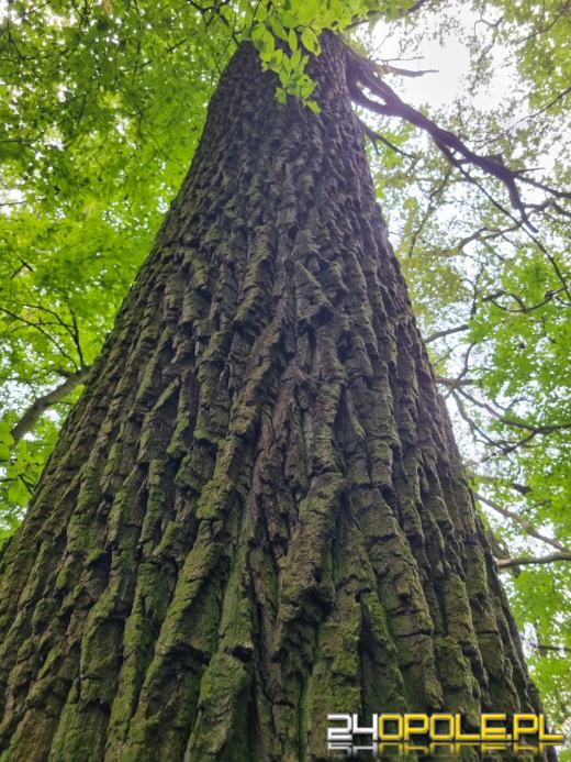 Nowy rezerwat przyrody na Opolszczyźnie. Nie można tam wchodzić!