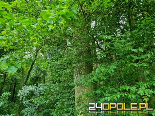 Nowy rezerwat przyrody na Opolszczyźnie. Nie można tam wchodzić!