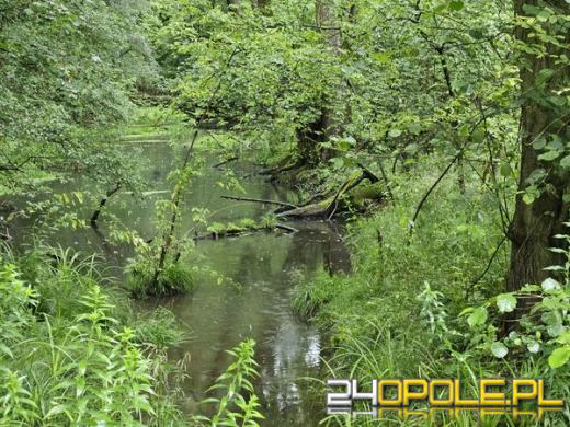 Nowy rezerwat przyrody na Opolszczyźnie. Nie można tam wchodzić!