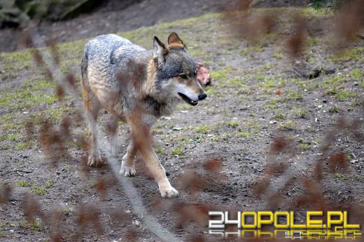 Wilki w powiecie nyskim - burmistrz Ostrzega