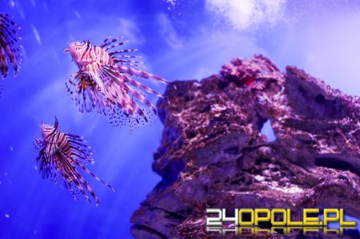 Akwarium morskie - doskonały prezent dla miłośników podwodnego świata!