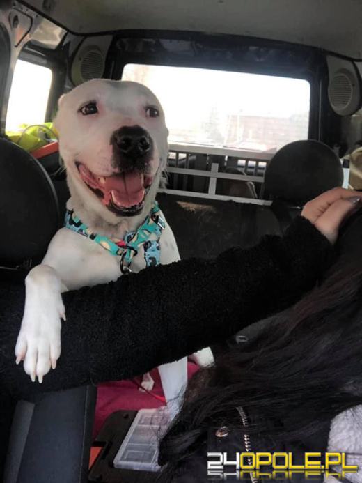 Opolski TOZ potrzebuje busa do ratowania zwierzaków. Wysłużony "tozobus" nie działa