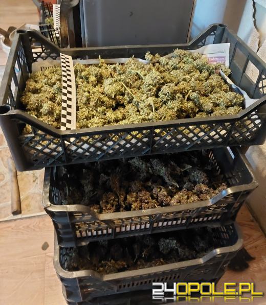 Zatrzymani za posiadanie znacznych ilości narkotyków