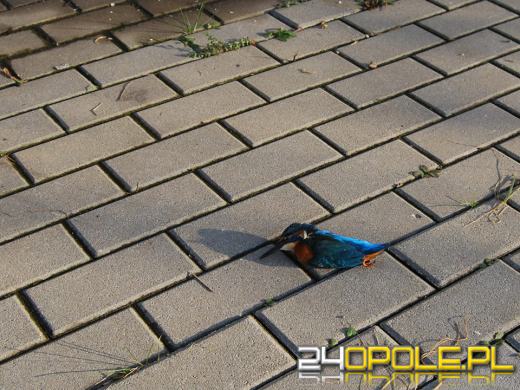 Zabezpieczają szyby, by ptaki mogły żyć