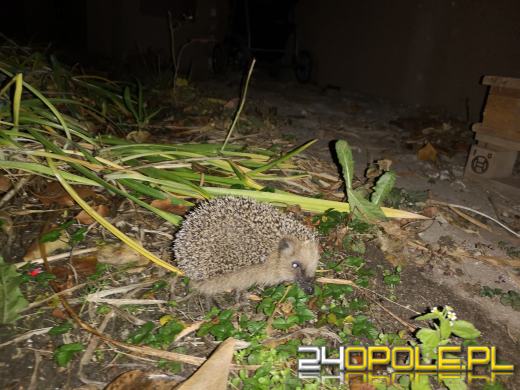 Jesień to bardzo trudny czas dla jeży. Jak można im pomóc?