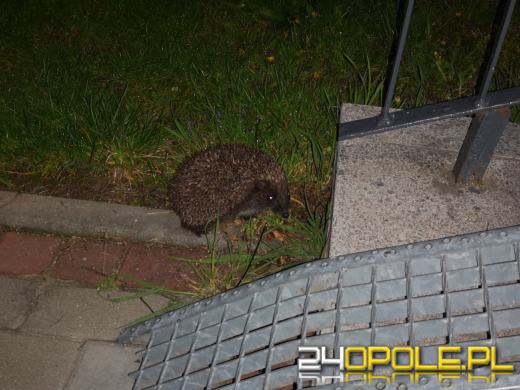 Jesień to bardzo trudny czas dla jeży. Jak można im pomóc?