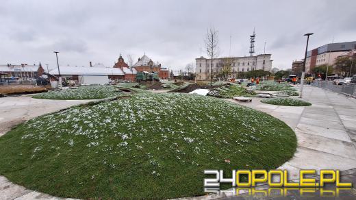 Trwa nasadzanie drzew na Placu Dworcowym