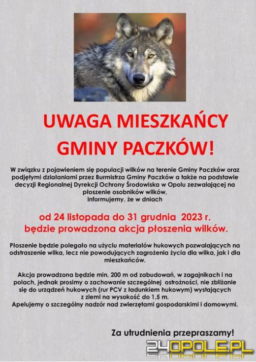 W Paczkowie wilki będą PŁOSZONE materiałami hukowymi